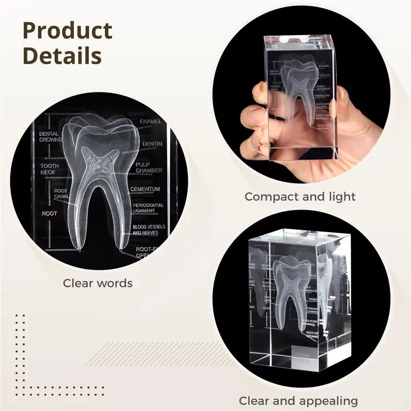 3D Crystal Human Tooth Model Cubic Laser Etched Anatomical For Home And Office Hospital Decoration Dentists Gifts