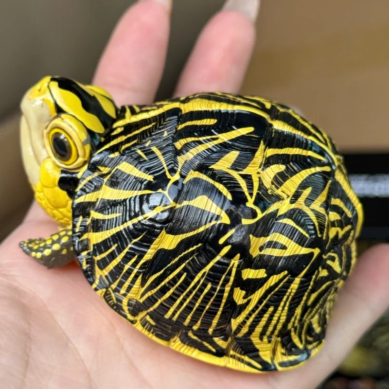 Фото Модель игрушки-черепахи Animal Heavenly Body Terrapene Ornata Carolina Bauri Terrapene Carolina Mexicana Common Box Turtle, подарки №4