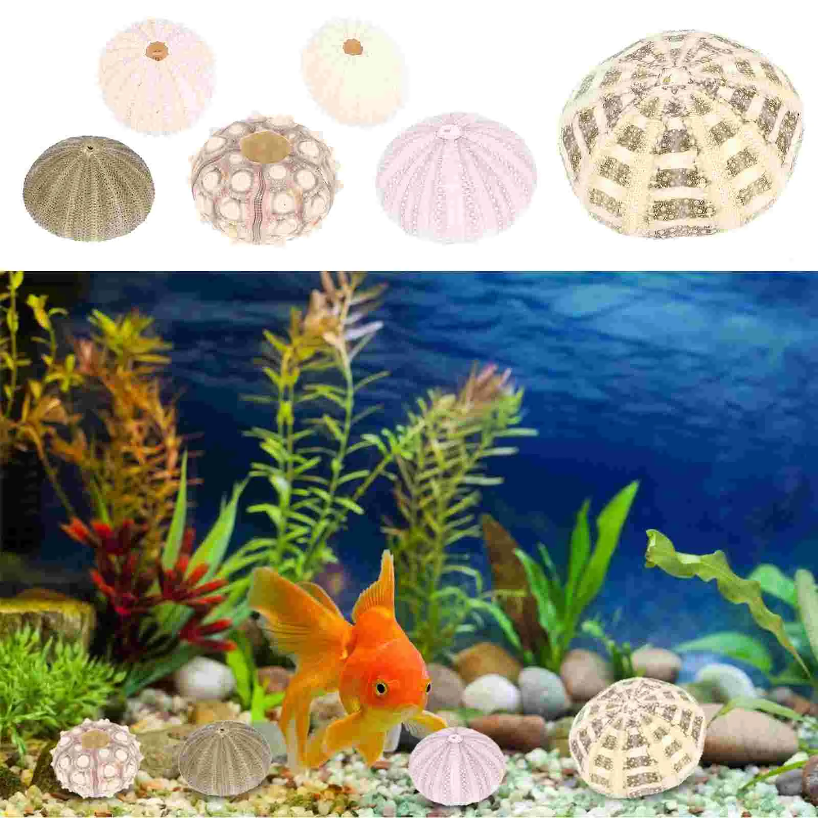 

6pcs Mix Sea Urchin Seashells Seashells Holders