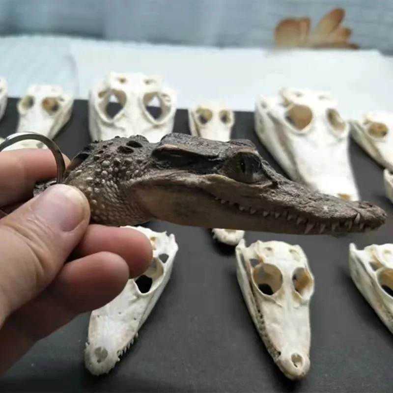 Маленькие украшения в виде черепа животных крокодиловый орнамент образец пряжки