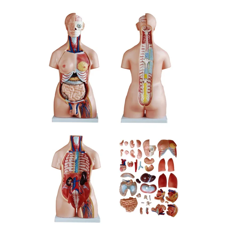 

Медицинский торол унисекс, 85 см, 40 частей, анатомическая модель внутреннего органа человека