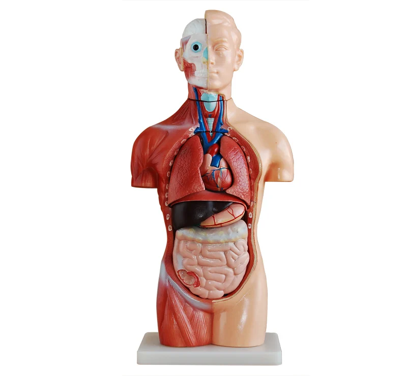 

42cm Asexual Trunk Anatomical Model，Asexual Organ Trunk Model