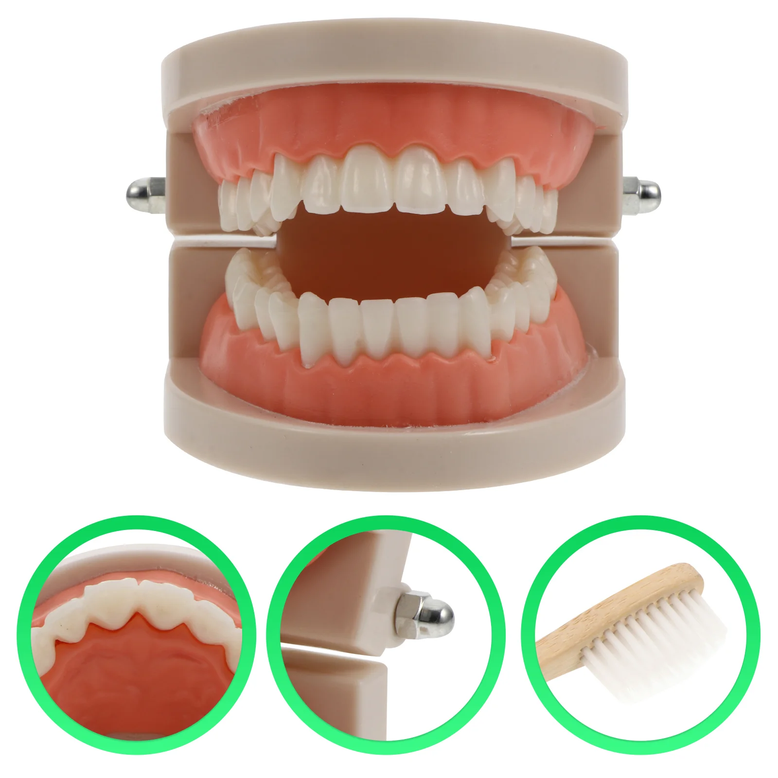 

Model Teethteaching Health Cognitive Demonstration Cavity Oral Carekids Study Typodont Caries Brushing Tool Denture