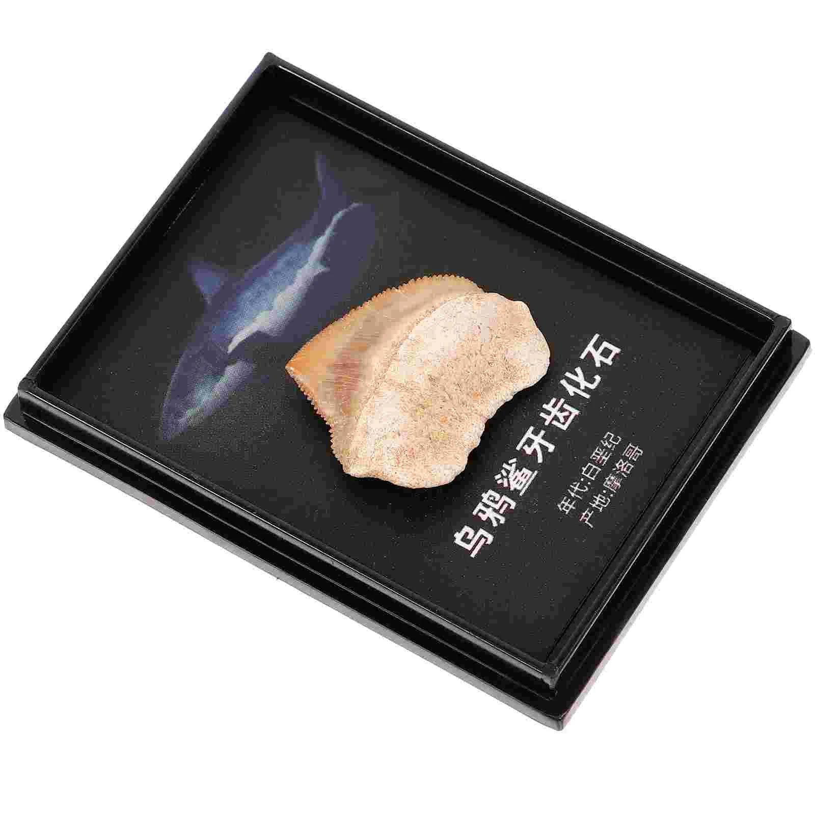 Модель украшения зубов новинка настольный орнамент обучающий реквизит домашний