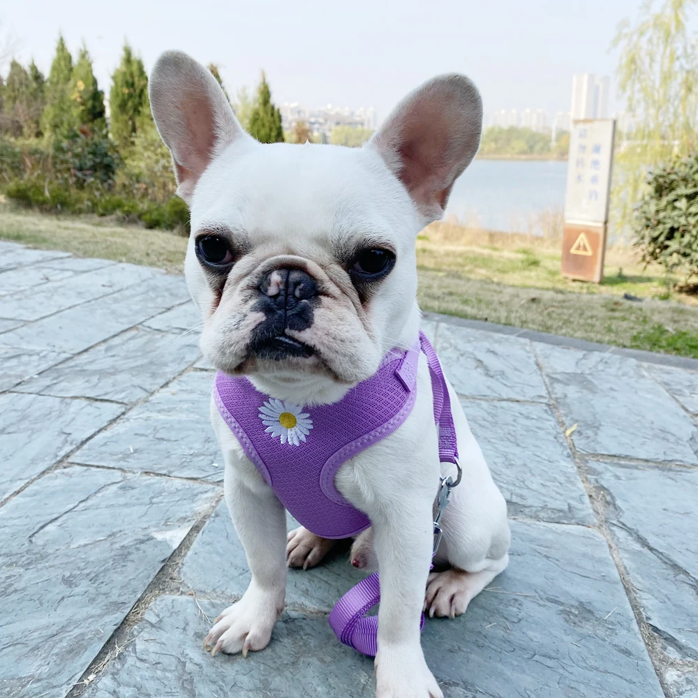 Шлейка-ошейник для щенков милая жилетка котят набор шлейки с вышивкой