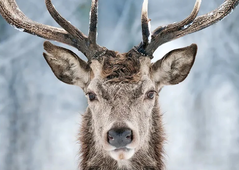 

Картина на холсте "Зимний лес"