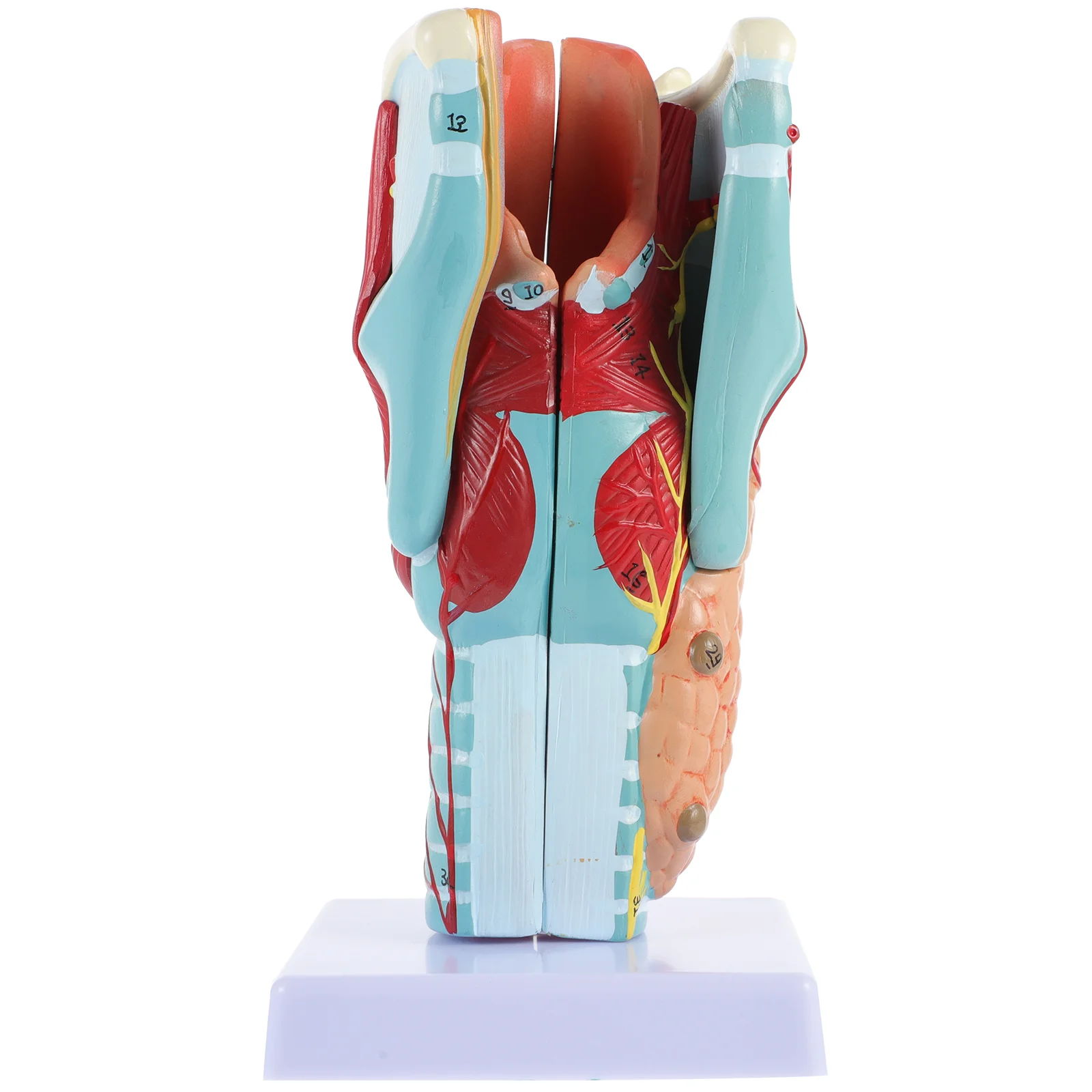 

Model Anatomy Torso Human Throat 3D Anatomical Larynx Exposed Displaycavity Students Study Teaching Aids Sinuses