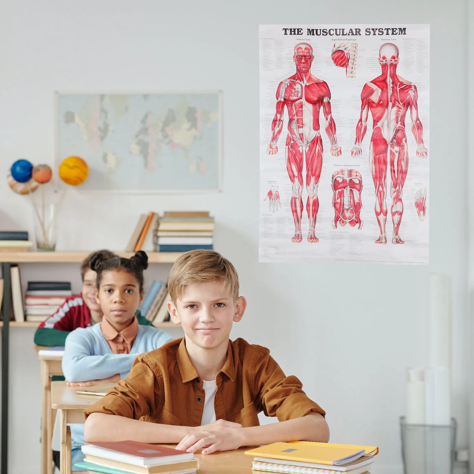 

Human Anatomy Muscular System Poster Body Flip Chart Anatomical Cloth Teaching Office