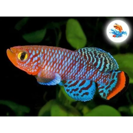 

Magic Fish-Live Fish Growing Kit 489058655
