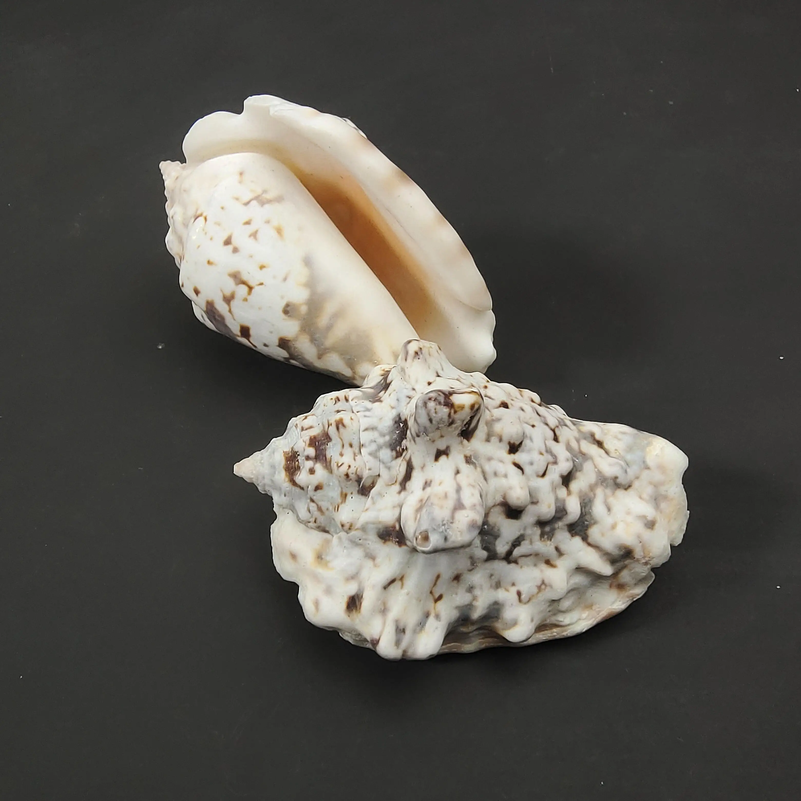 

Conch shell Mediterranean ornaments photography material miniature collection specimen