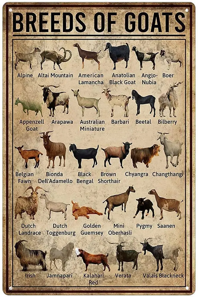 

Breeds of Goat Animal Farming Knowledge Metal Sign Vintage Farm Goat Tin Sign Poster Wall Plaque Farmhouse Bar Home Decor 12