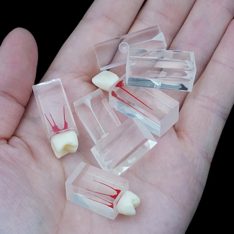 Модель для обучения корневому каналу эндодонтические блоки эндонтические