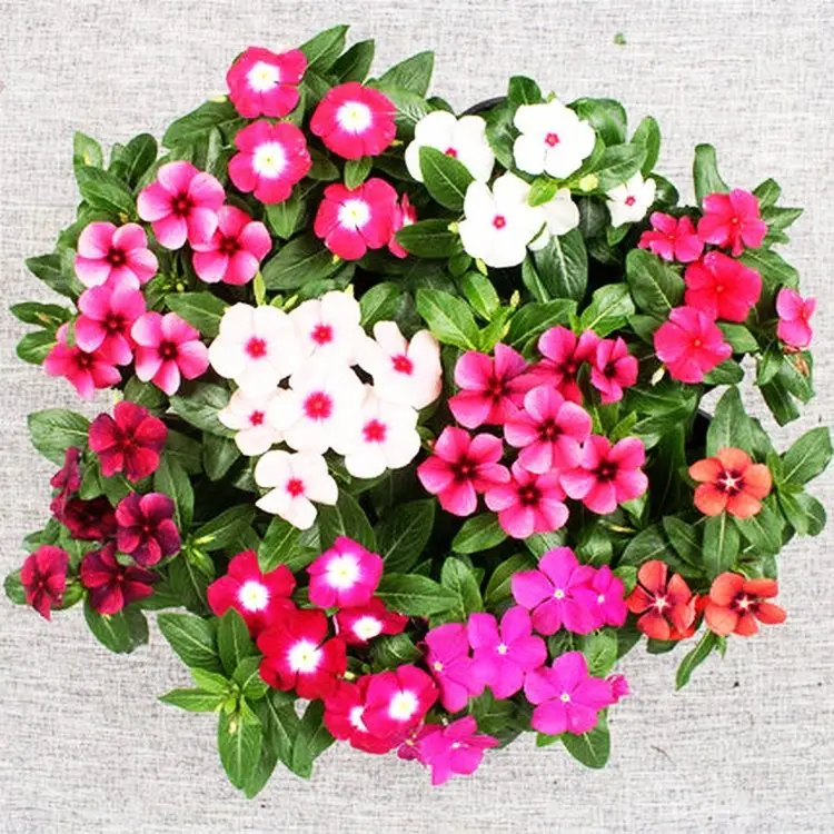

100PCS " vinca-Catharanthus roseus " Flower SS