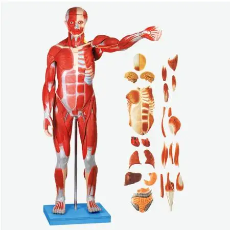 

Human Full Body muscle and organs anatomy model, Muscles of Male with Internal Organs 78CM/170CM