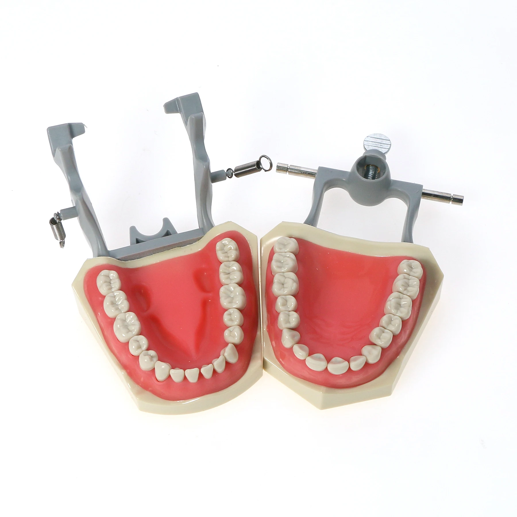 Стоматологическая модель зубов Модель зубьев модели с зубьями для велосипеда