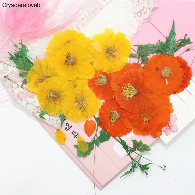 

100pc Pressed Dried Cosmos Sulphureus Cav. Flower Plant Herbarium For Jewelry Postcard Phone Case Bookmark Craft DIY Accessories