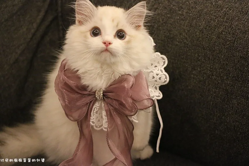

Customized cat bib, cat scarf, teddy bear bib, pet saliva towel, cat accessories, bow tie, dog supplies, tie