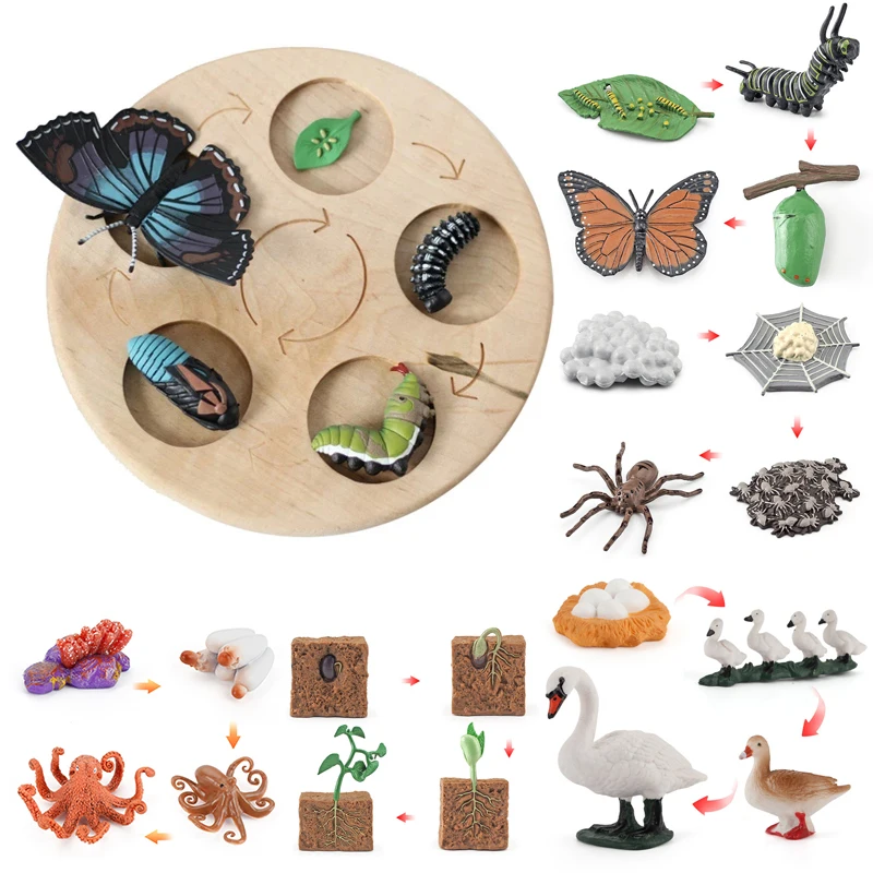 

New Animal Life Cycle Board Children Toys Montessori Teaching Aids Plant Animal Growth Cycle Model Set Preschool Cognitive Toys