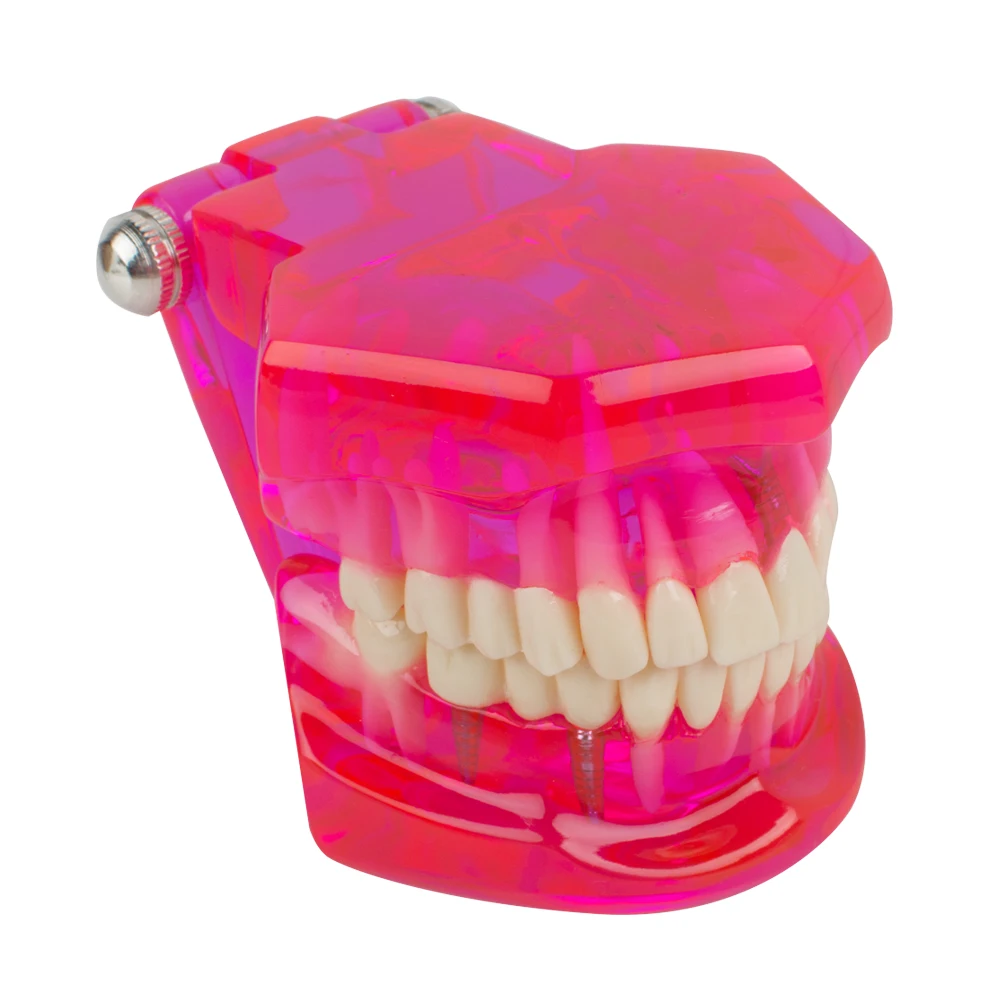 

Dental Teeth Model Teaching Study Demonstration Tool Model Standard Dentist student Model for Teaching