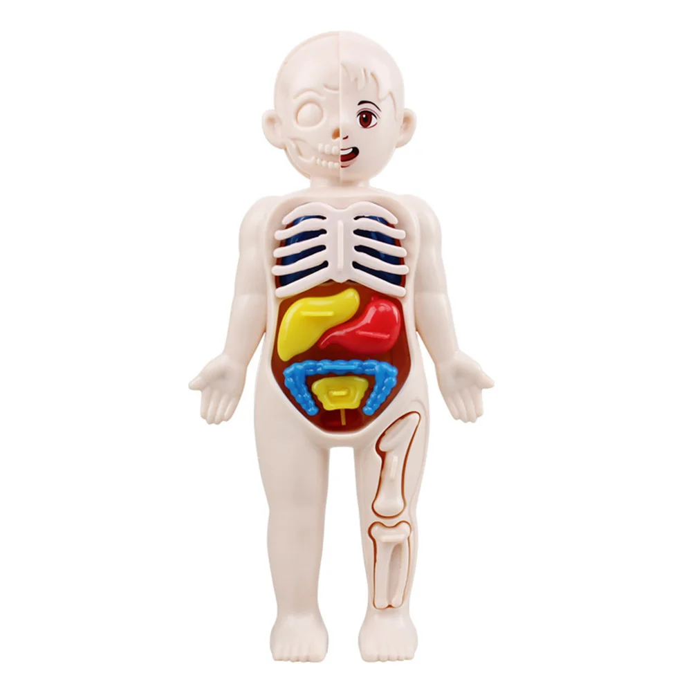 

Popular Organ Models Teaching Aids 3D Human Body Organs Jigsaw Kids Early Education Tool Educational Toys Puzzle