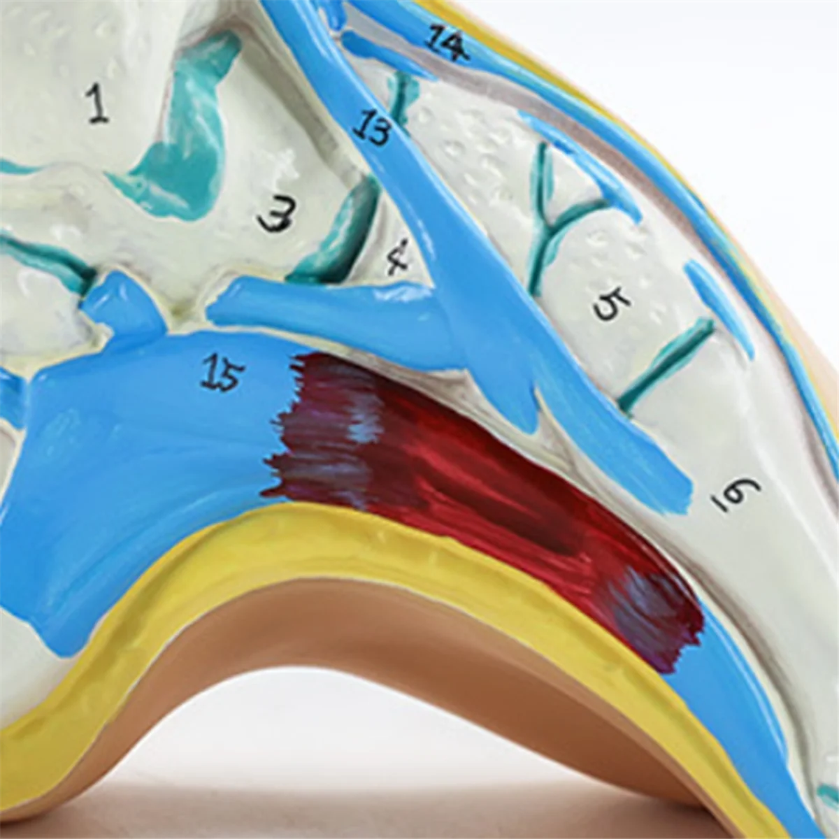 Анатомическая модель стопы Модель анатомии человека нормальной плоской арочной