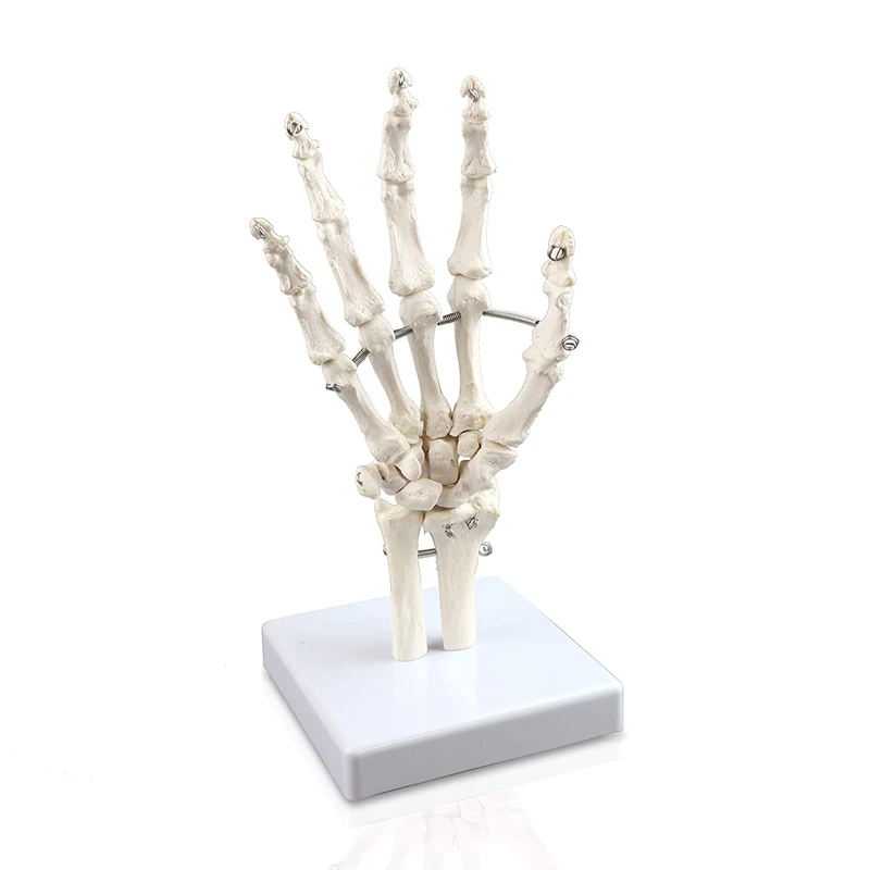 

Right Hand Skeleton With Articulated Joints Shows Ulna And Radius, Portray Natural Movement Of Human Hand