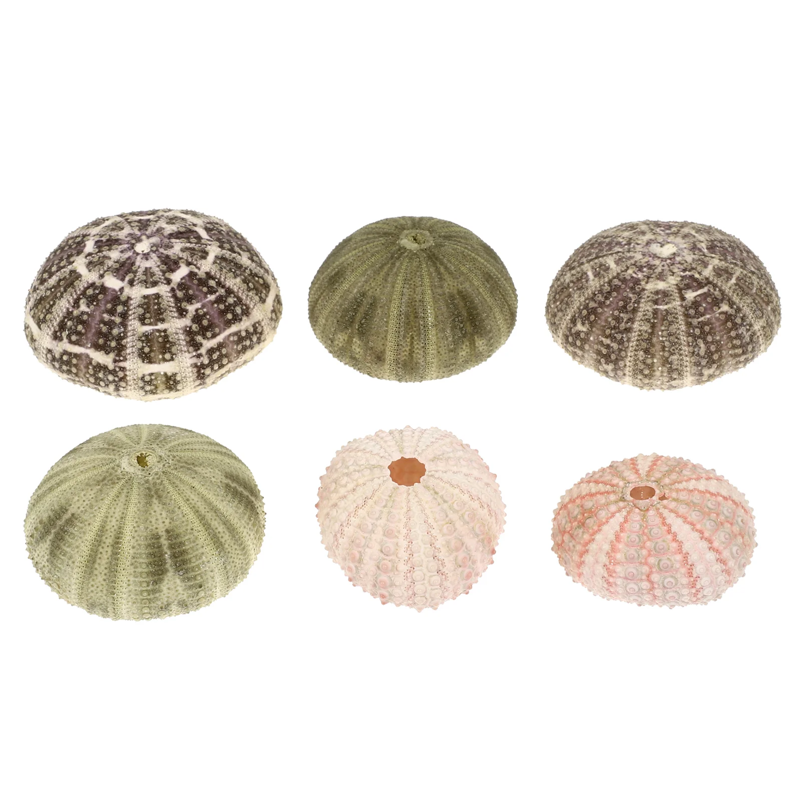 

6pcs DIY Sea Urchin Shell Home Sea Urchin Shell Decoration Air Plant Pots