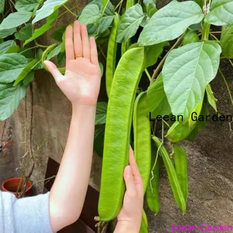 

Knife bean Eggplant Chil Cherry radish zucchini loofah bean Pumpkin Onion Cucumber Pepper Cabbage Shallot Carrot Tomato