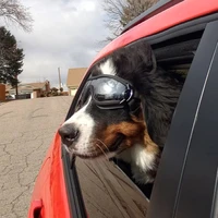 puppy protection glasses cat eye wear goggles anti uv medium large dog sunglasses waterproof windproof pet eyewear pet items