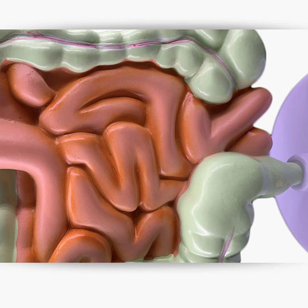 Модель пищеварительной системы человека Анатомия желудка Толстая кишка Cecum Rectum