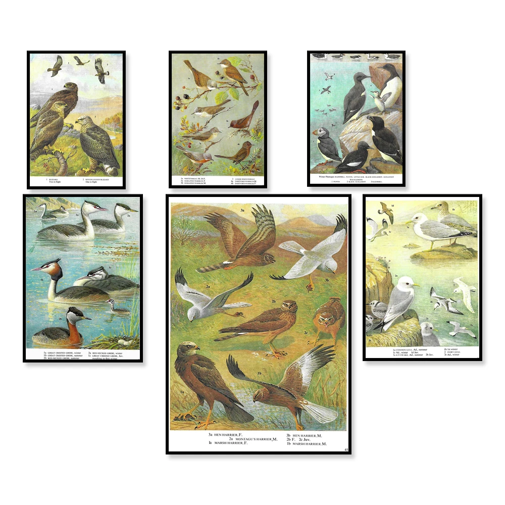 Хориер куриный болотный хориер птица добыча птицы в полете винтажный принт