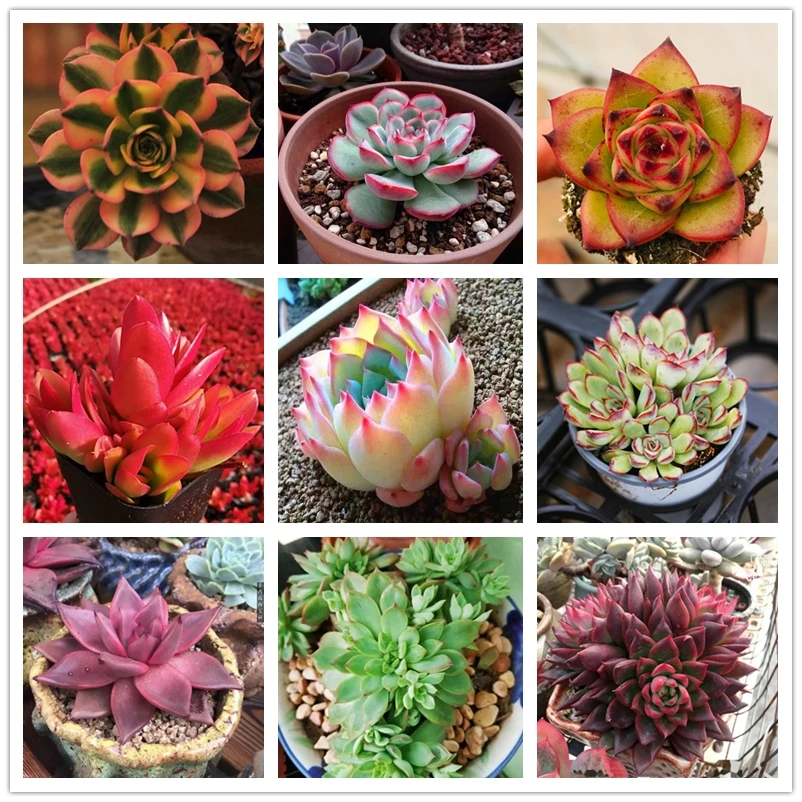 100 шт. суккуленты ароматерапия ароматные растения Echeveria Pulidonis Fleshy - Цена: 107.4