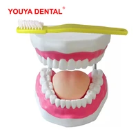 teeth model with toothbrush brush dental demonstration model with tongue dentistry product for studying teaching brushing tooth