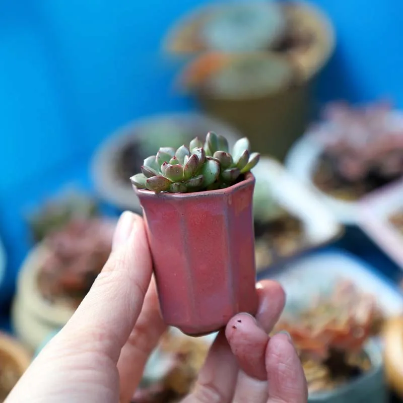 

1pc Coarse Pottery Semi Glaze Mini Fleshy Flowerpot Mini Pot Pocket Green Plant Home Decoration Thumb Flowerpot With Hole