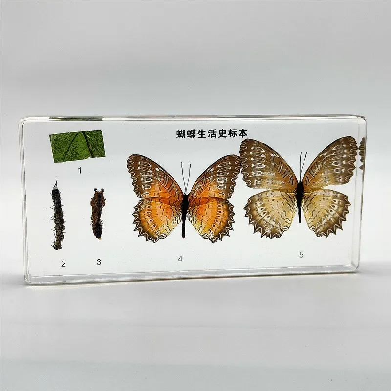 29 новых искусственных образцов смолы лопатка жук саранча краб пчела муравей паук