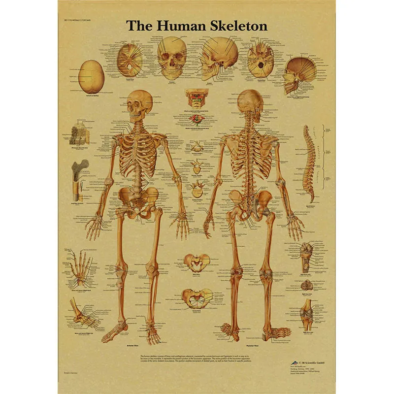 Винтажная Анатомия физиология плакат структура тела Скелет принты Ретро орган