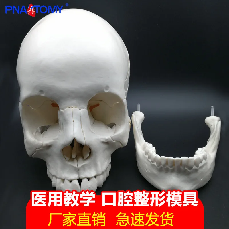 

Съемная модель черепа, 22 части, для орального обучения, анатомия черепа в сборе, учебные пособия 1: 1, учебные материалы.