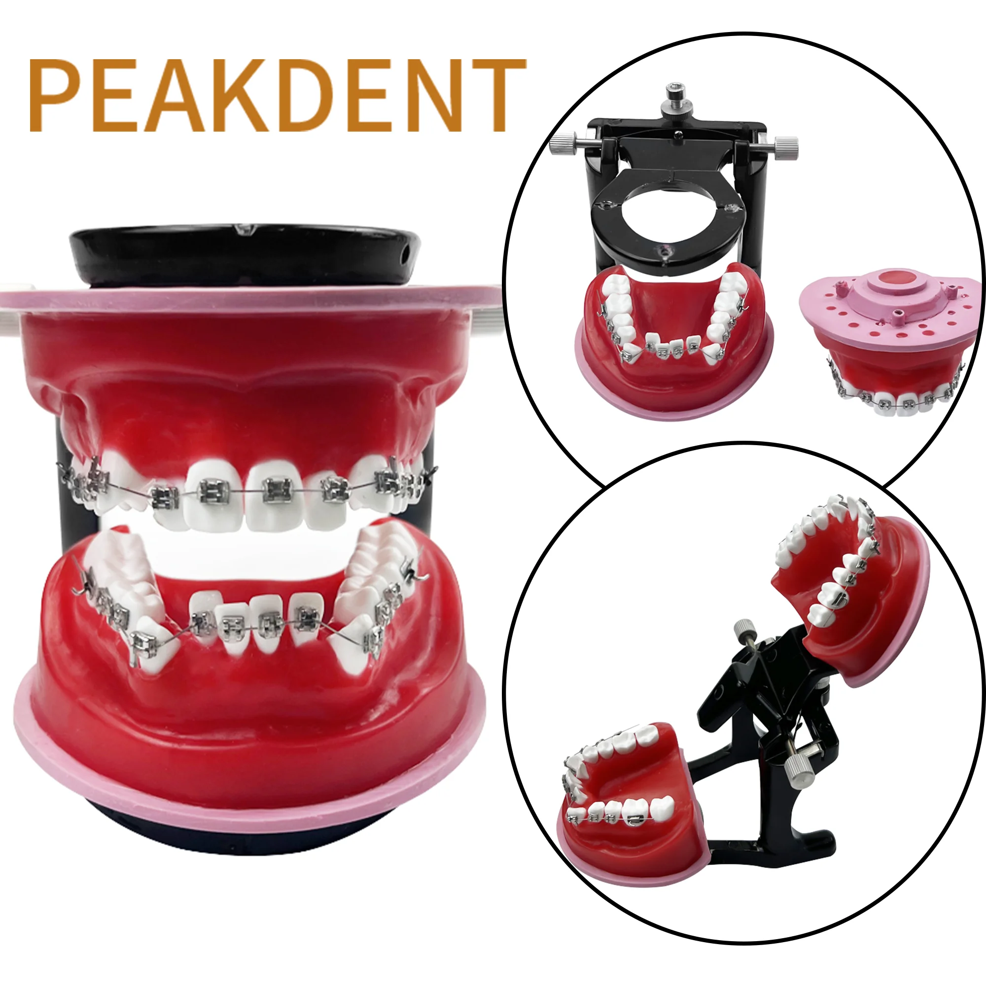 Ортодонтическая обучающая модель для стоматологического техника тренировочное