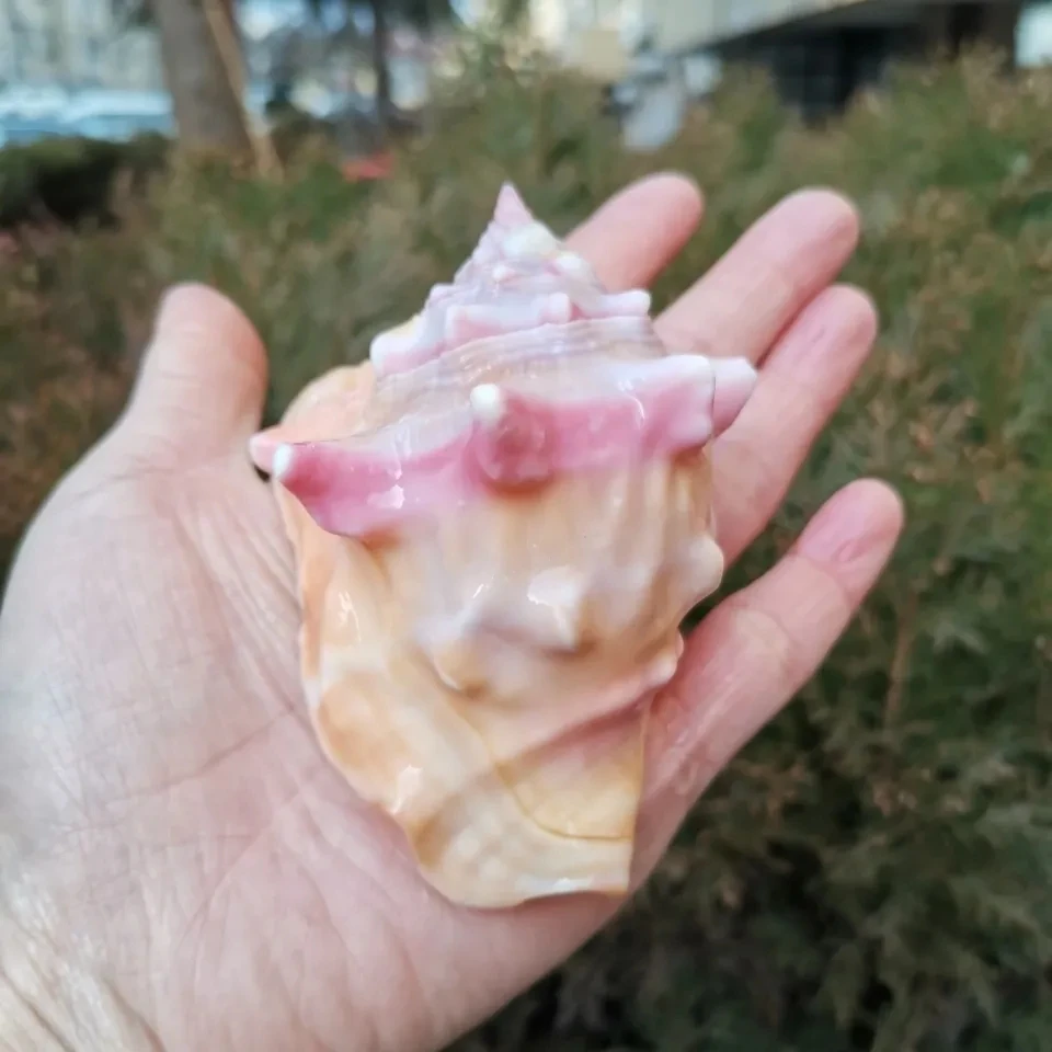 

1 шт., натуральная раковина, кармин, аквариум, ландшафтное украшение, подарок для любимого, домашнее украшение для кухни, окна