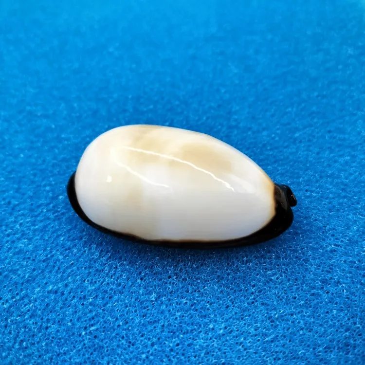 Морская ракушка из ракушек