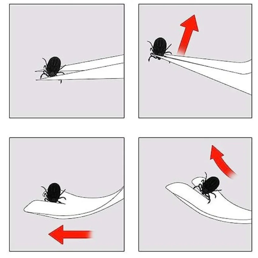 Набор из трех предметов для борьбы с вредителями домашних животных заостренный