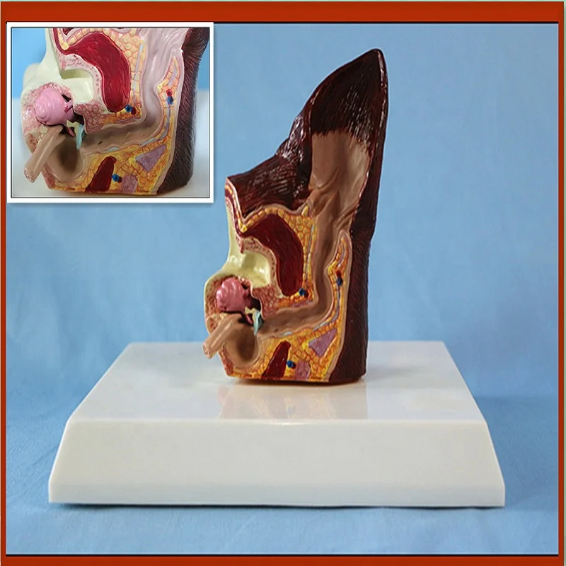 Модель ушей для животных