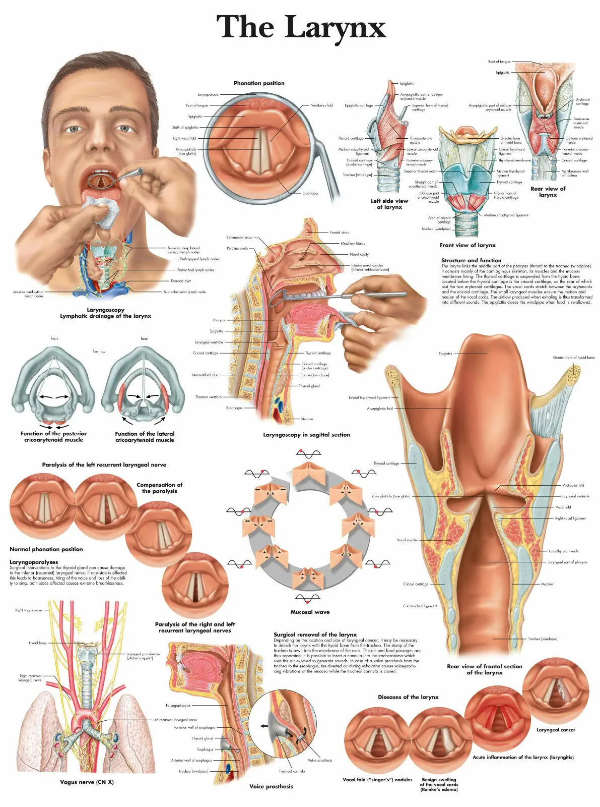 

Картина человеческого ларинкса, Шелковый постер с художественным принтом, домашний Настенный декор