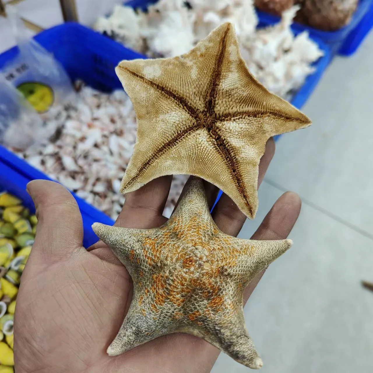 

Морская звезда Overlord для украшения