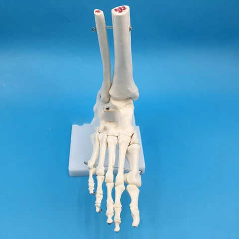 Анатомическая модель стопы 1:1, медицинская модель скелета исследования, скелетная модель стопы, клиника, показ, обучающая модель