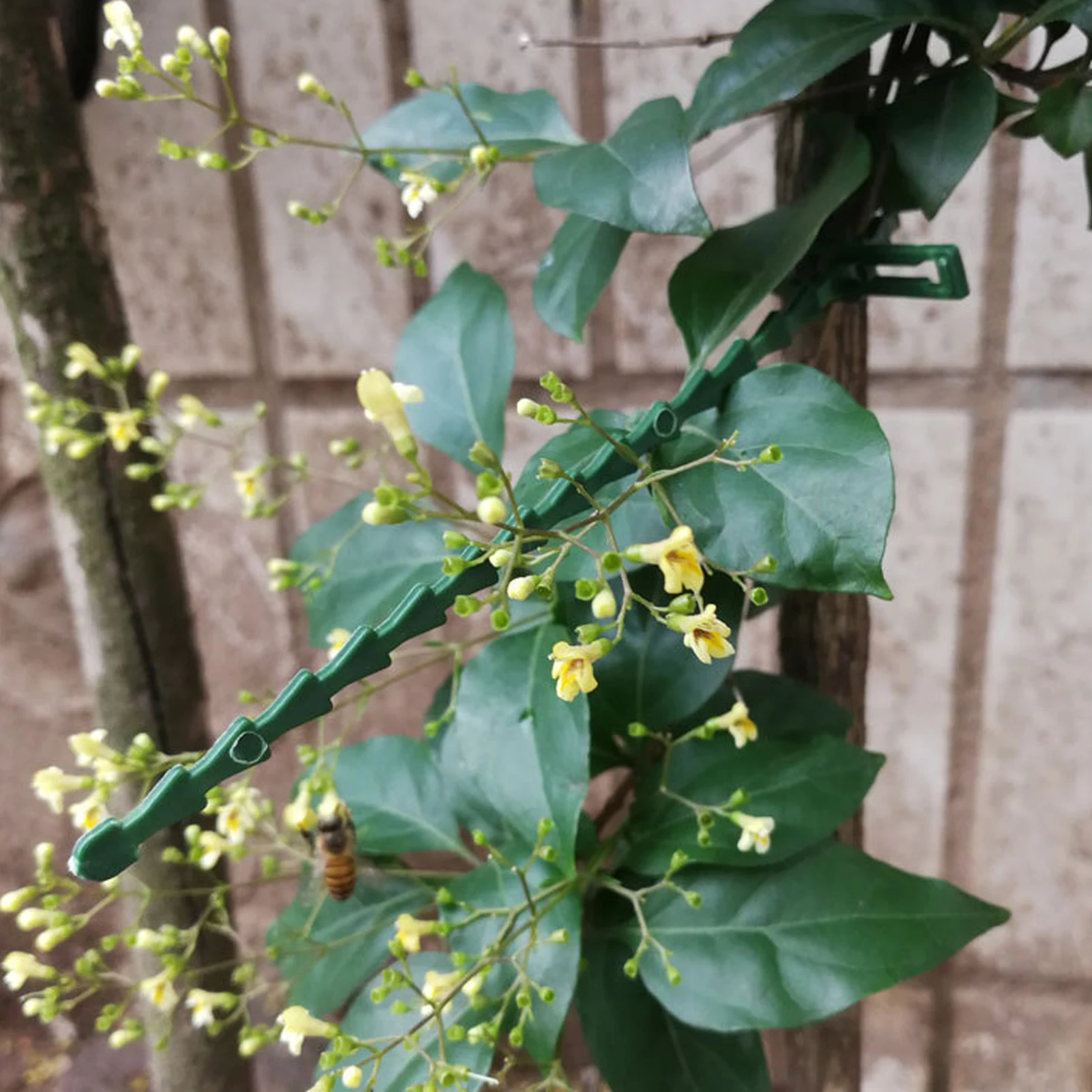 

30PCS Adjustable Plant Tie Plastic Cable Tie Set Twist Ties for Green Plant Support Flexible Plant Straps for Garden Tree