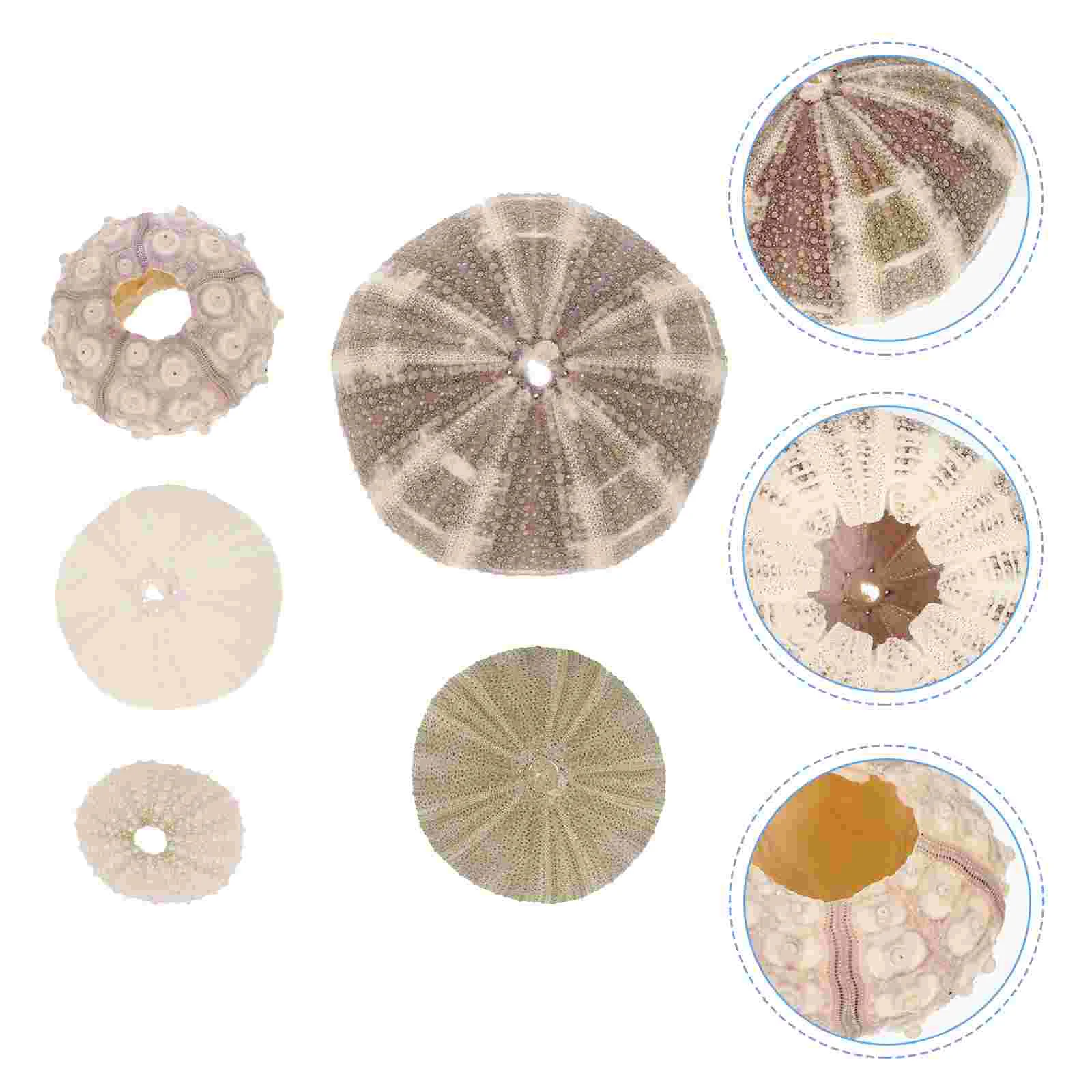 

Sea Urchin Crafts Aquarium Diy Decors Shell Oceanic Seaside Flower Centerpiece Decor Ocean Decorations Favors Ornaments Marine