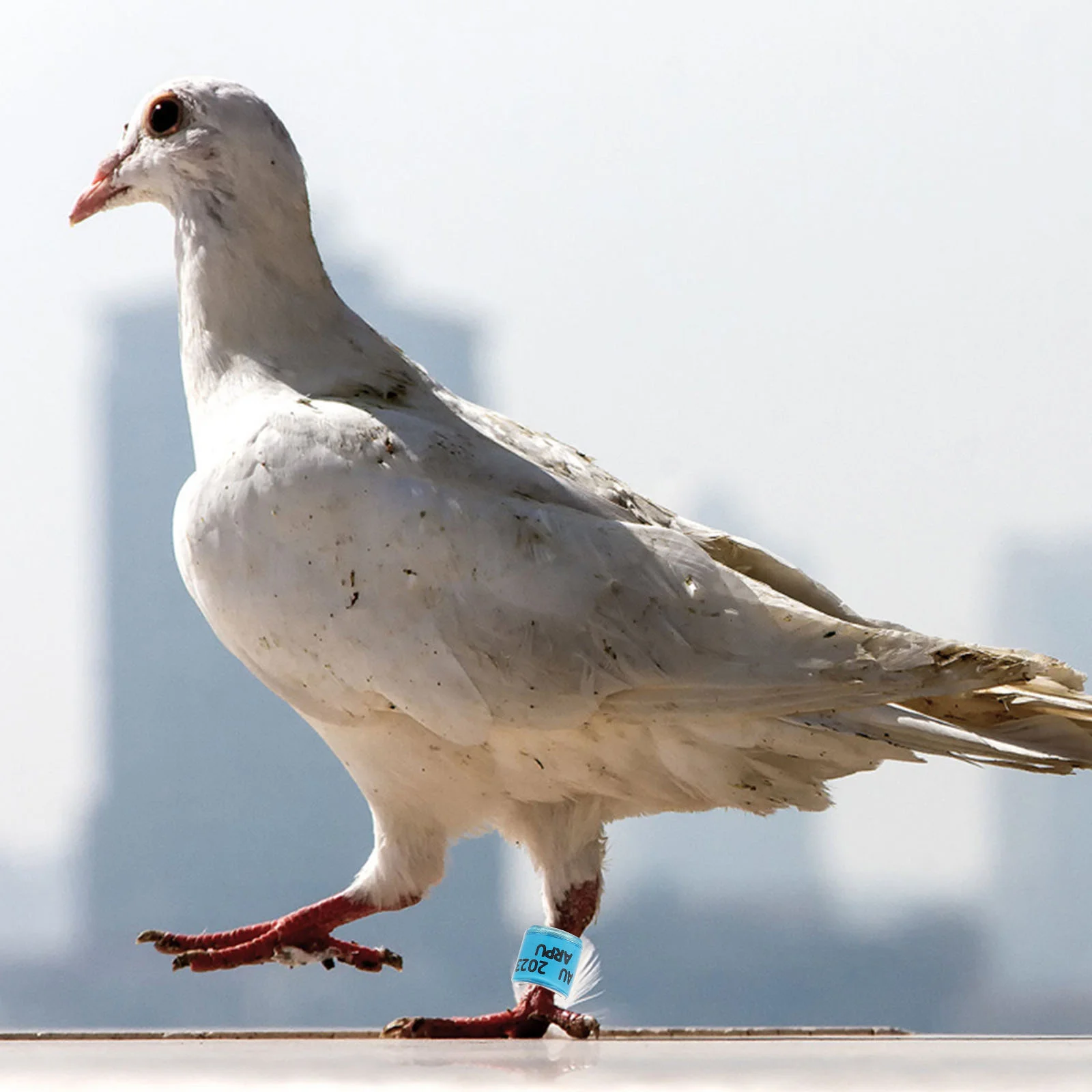 

100 Pcs Drumstick Pigeon Leg Bands Countries Ring Foot Small Bird Rings Identification