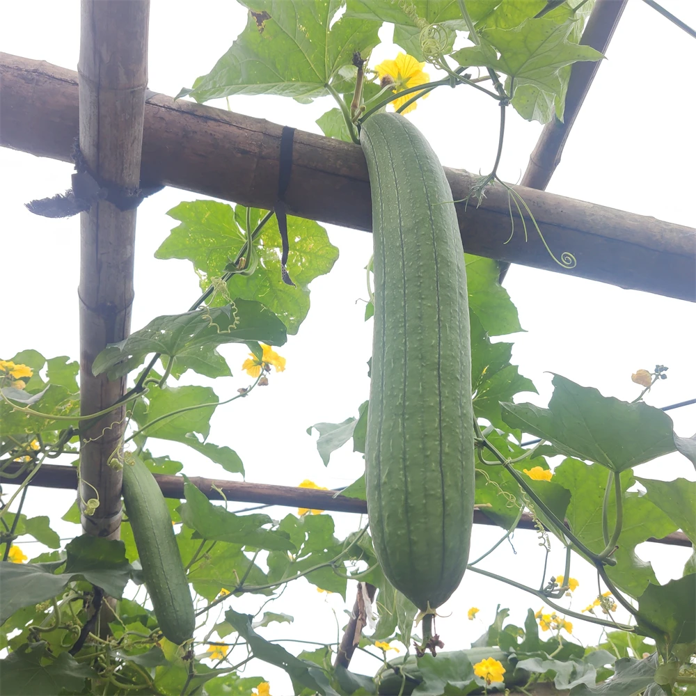 

Natural Loofah Long Bath Body Shower Sponge Scrubber Luffa Loofa Bathing Massage Pot Bowl Scrubber Spa Bathroom make soaps