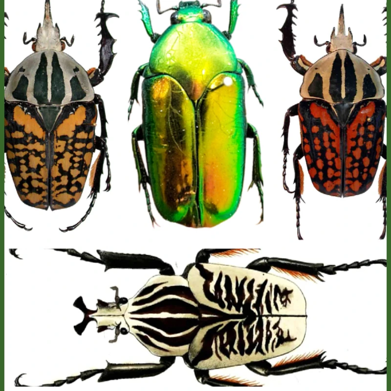 

Real Turtle Specimens Insects, Beetles, Flower Turtle Family Gothic Decor Sculpture Home Decor